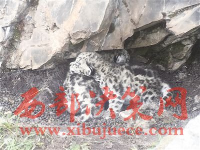 1498028658790063.jpg 1.jpg