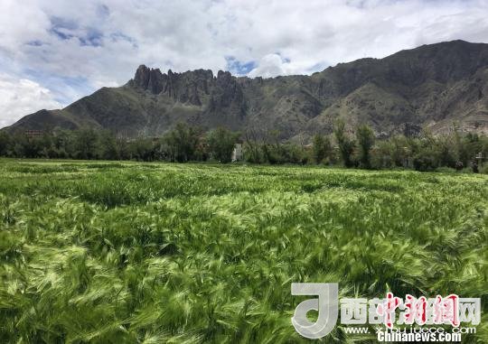 2017年西藏青稞總產(chǎn)量達(dá)到79萬(wàn)噸，占糧食總產(chǎn)量的77%。圖為西藏青稞?！⊥跤窳?攝