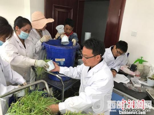 圖為研究員正在調(diào)查青稞感染白粉病情況?！⊥跤窳?攝