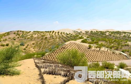 達(dá)拉特旗庫(kù)布其沙漠染綠。吳勇攝