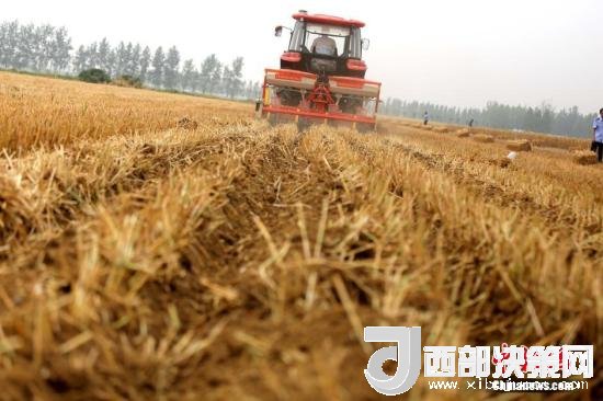 資料圖：收割機(jī)進(jìn)行機(jī)械化收割。<a target='_blank'  data-cke-saved- >中新社</a>記者 王中舉 攝