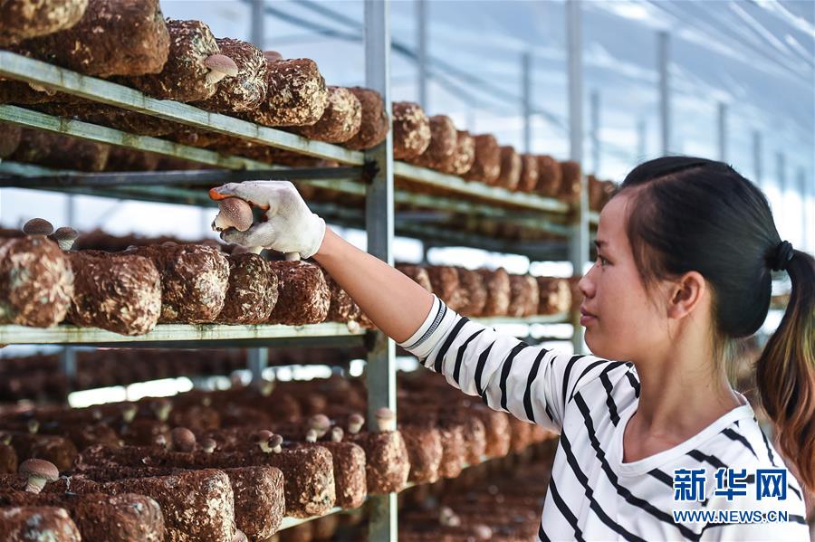 (壯麗70年·奮斗新時(shí)代——共和國(guó)發(fā)展成就巡禮·圖文互動(dòng))(8)多彩貴州闖新路