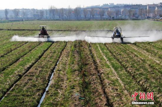 2月20日，南京湖熟街道現(xiàn)代農(nóng)業(yè)示范園區(qū)內(nèi)，工作人員駕駛自走式噴霧機給小麥噴灑除草劑。泱波 攝