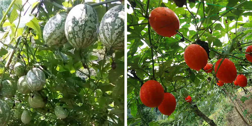 左為處于生長期的吊瓜，右為成熟的吊瓜（圖源西鄉(xiāng)縣宣傳部）