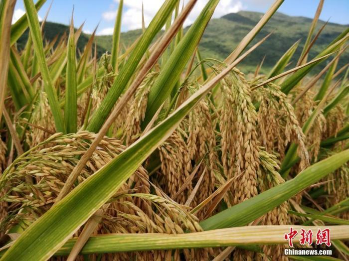水稻資料圖。<a target='_blank'  data-cke-saved- >中新社</a>記者 王曉斌 攝
